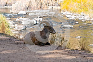 Male Big Horn Ram in Waterton Canyon Colorado