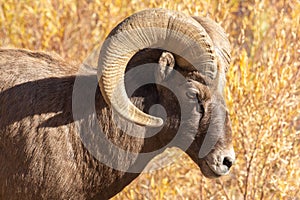 Male Big Horn Sheep Looking for Mates