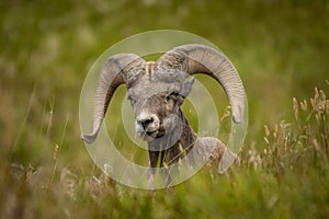 Male Big Horn Sheep Peers Through Prairie Grass