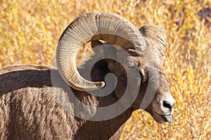 Male Big Horn Sheep Sticking His Tongue Out