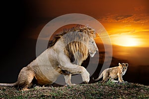 Male big lion and cub on savanna landscape background and Mount Kilimanjaro at sunset