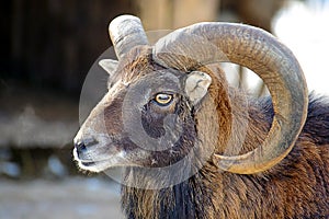 Male Bighorn Ram Portrait Closeup