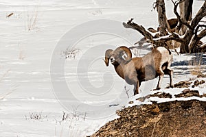 Male Bighorn Sheep