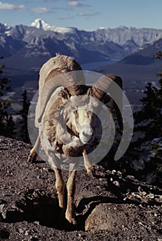 Male Bighorn Sheep