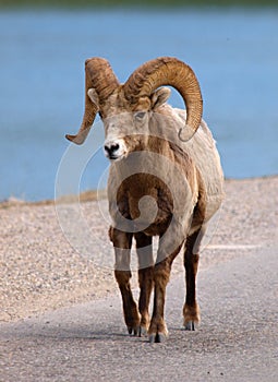 Male bighorn sheep, Banff national park, Canada