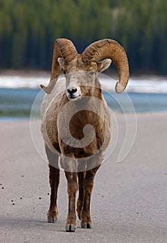 Male bighorn sheep, Banff national park, Canada