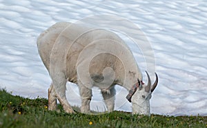 Male Bily Mountain Goat (Oreamnos Americanus) on Hurricane Hill snowfield in Olympic National Park in Washington State