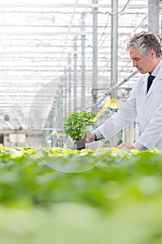 Male biochemist holding seedling in plant nursery