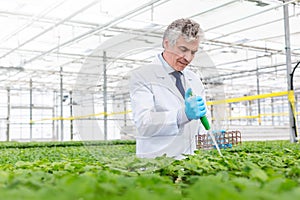 Male biochemist using pipette on herbs in plant nursery