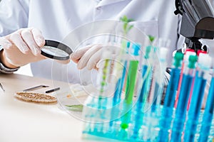 The male biochemist working in the lab on plants