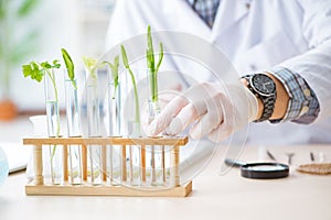 The male biochemist working in the lab on plants