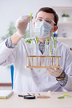 The male biochemist working in the lab on plants