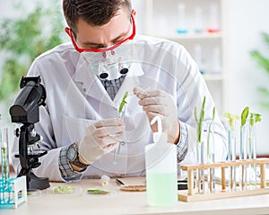 Male biochemist working in the lab on plants photo