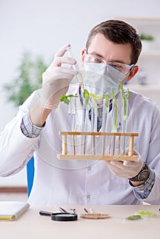 The male biochemist working in the lab on plants photo