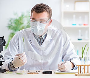 Male biochemist working in the lab on plants