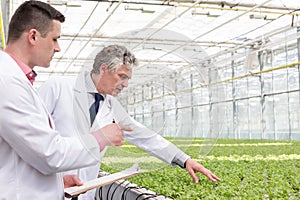 Male biochemists discussing over herb in plant nursery