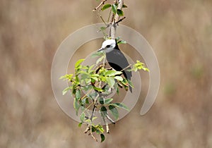 Male bird arundinicola leucocephala male on branch of tree