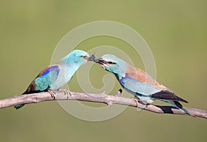 Male bird Breasted rollers feeding female