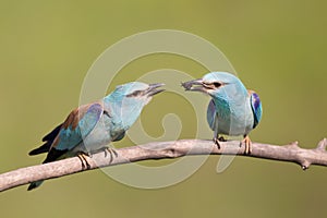 Male bird Breasted rollers feeding female