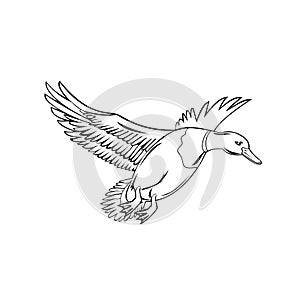 Male Bird or Drake  Mallard That Is a Dabbling Duck Flying Up Retro Black and White Style
