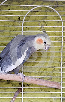 male bird nymph in grey with yellow in a cage