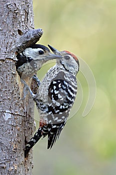 male bird with read head perching on tree with his baby facing out of hole nest, lovely animal family in nature