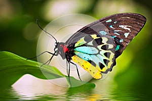 Male Birdwing butterfly (Ornithoptera euphorion)