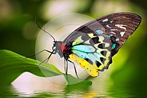 Male Birdwing butterfly (Ornithoptera euphorion) photo