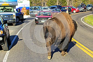 Male bison blocking road in Yellowstone National Park, Wyoming