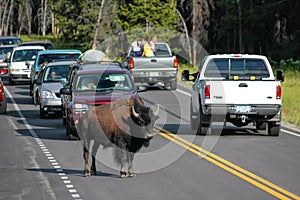 Male bison blocking road in Yellowstone National Park, Wyoming