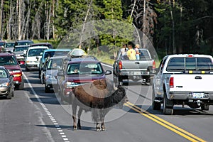 Male bison blocking road in Yellowstone National Park, Wyoming