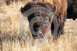 Male Bison in Rocky Mountain Arsenal, Colorado photo
