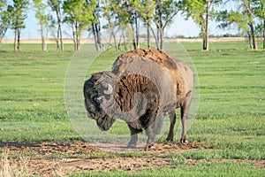 Male Bison at Rocky Mountain Arsenal in Colorado photo