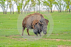 Male Bison at Rocky Mountain Arsenal in Commerce City, Colorado photo