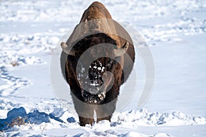 Male Bison during winter with snow on his face photo