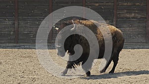 Male bison standing up at the ranch. European wood bison priscus, zubr, wisent