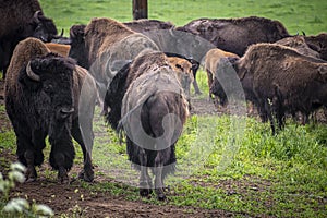 Male bisons guarding a herd