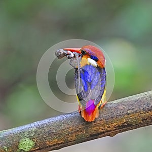 Male Black-backed Kingfisher