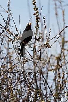 Male Black Bird singing