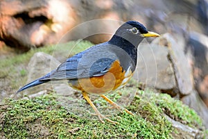 Male Black-breasted Thrush