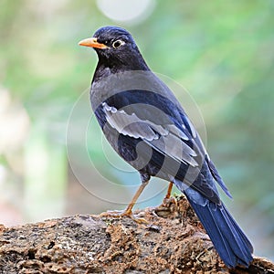 Male Black-breasted Thrush