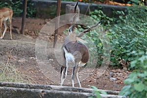 .Male Black Buck, Antelope cervicapra.& x28;Indian Antelope