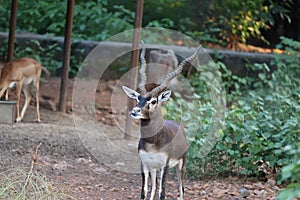 .Male Black Buck, Antelope cervicapra.& x28;Indian Antelope