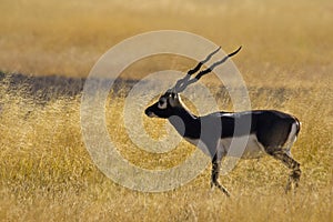 Male Black Buck, Antelope cervicapra. Velavadar National Park, Gujarat, India