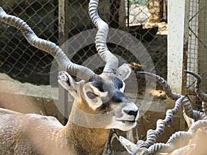 Male Black Buck Deer with Long Horns.