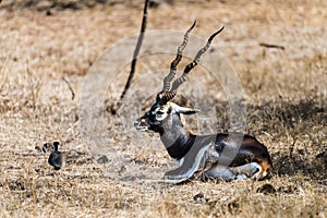 Male black-bucks with big horn