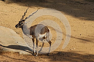 A male black color buck with it's attractive horns seeks place to reside in the summer day.