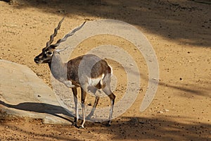 A male black color buck with it's attractive horns seeks place to reside in the summer day. photo