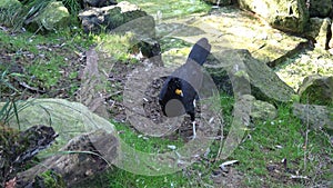 A male black curassow Crax alector, is a species of bird in the family Cracidae