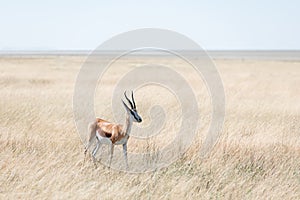 A male of black-faced impala